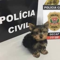 🐶 Cachorrinhos do Zap