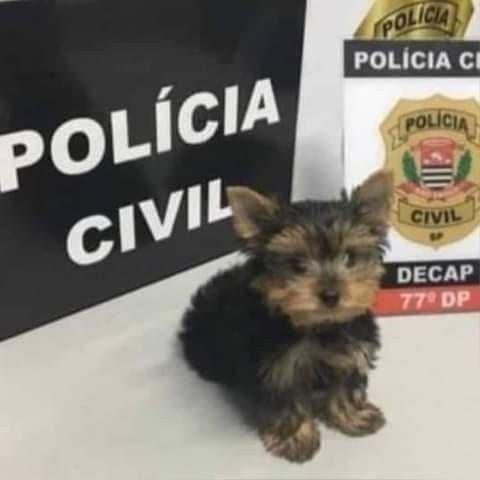 🐶 Cachorrinhos do Zap