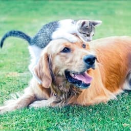 Pais de Pets | Dicas e curiosidades