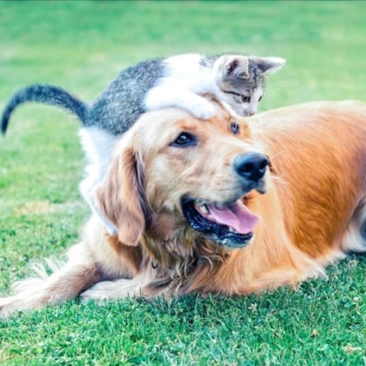 Pais de Pets | Dicas e curiosidades